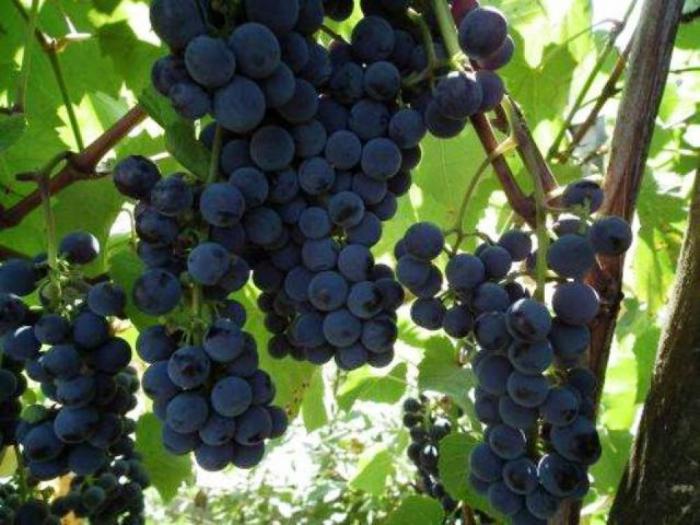voćne i lozne sadnice, najbolji kvalitet, najpovoljniji uslovi besplatni mali oglasi