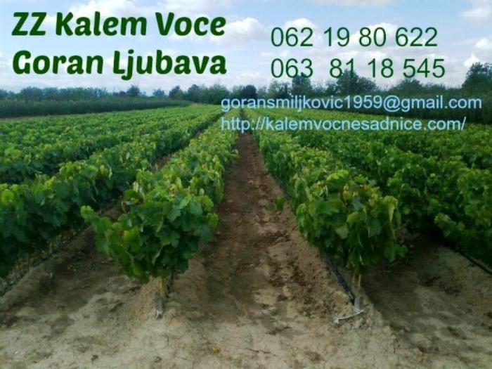 voćne i lozne sadnice, najbolji kvalitet, najpovoljniji uslovi besplatni mali oglasi