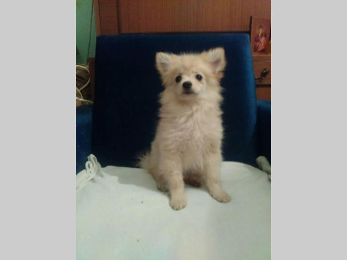 muško štene mix pomeranac x namački mali špic besplatni mali oglasi