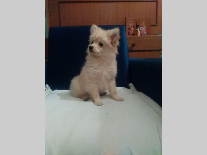 muško štene mix pomeranac x namački mali špic besplatni mali oglasi