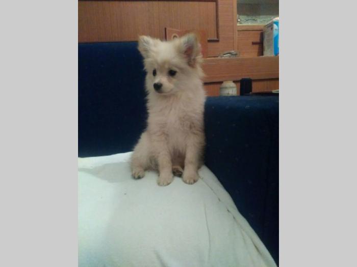 muško štene mix pomeranac x namački mali špic besplatni mali oglasi