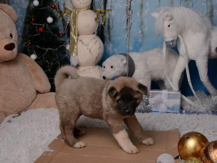 amarička akita štene vrhunskog porekla besplatni mali oglasi