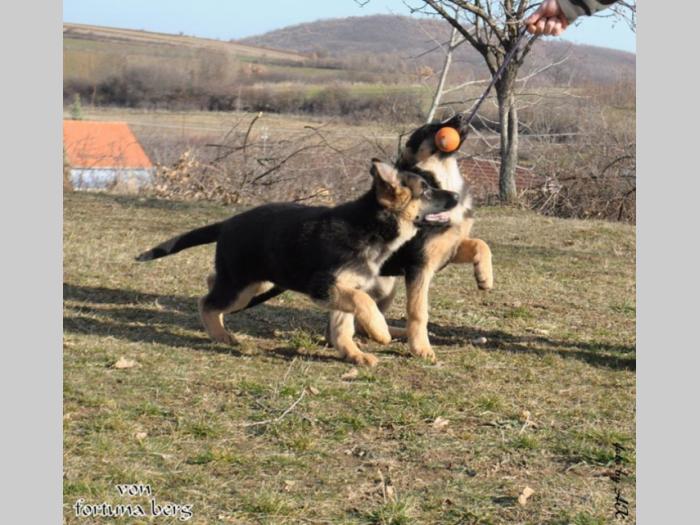 štenad nemačkog ovčara besplatni mali oglasi
