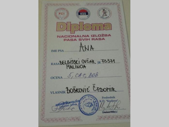 belgijski ovčar malinoa štenci na prodaju besplatni mali oglasi
