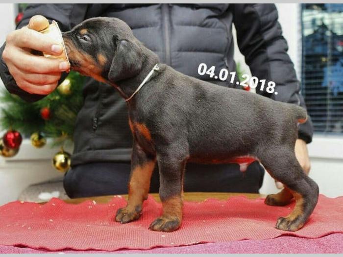 doberman štenci vrhunskog kvaliteta besplatni mali oglasi