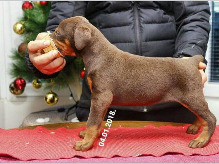 doberman štenci vrhunskog kvaliteta besplatni mali oglasi