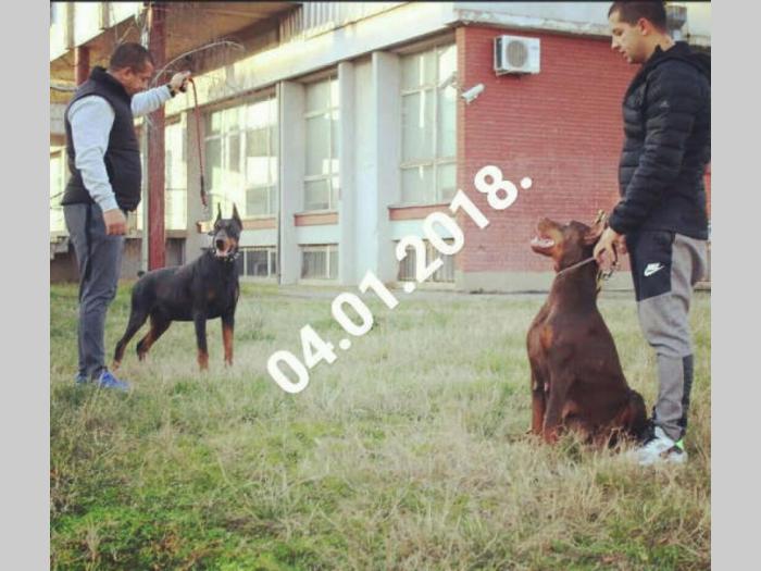 doberman štenci vrhunskog kvaliteta besplatni mali oglasi