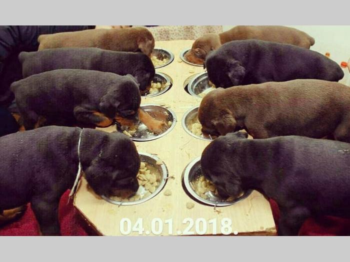 doberman štenci vrhunskog kvaliteta besplatni mali oglasi