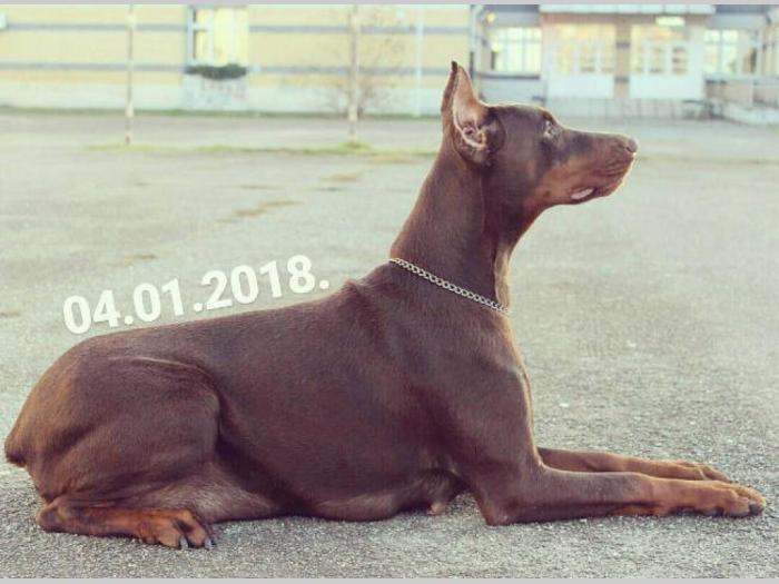 doberman štenci vrhunskog kvaliteta besplatni mali oglasi