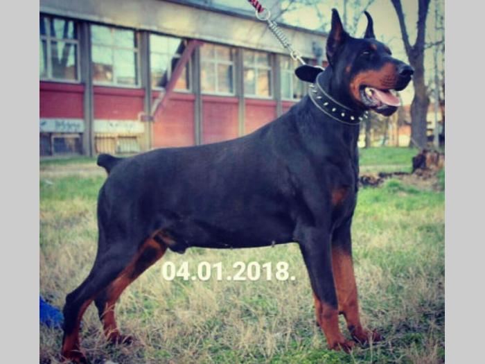 doberman štenci vrhunskog kvaliteta besplatni mali oglasi