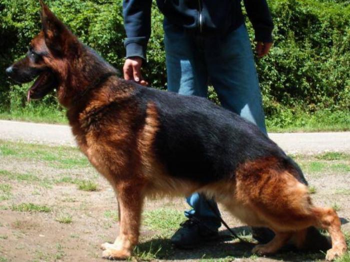 nemački ovčar parenje besplatni mali oglasi