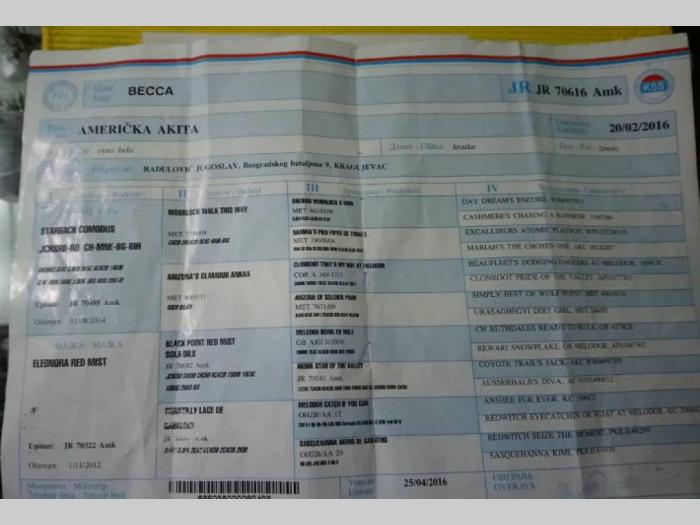 američka akita vrhunska mlada ženka besplatni mali oglasi