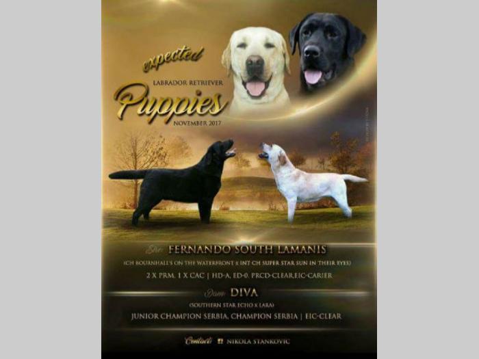 labrador ratriver mužjaci šampionskog porekla besplatni mali oglasi