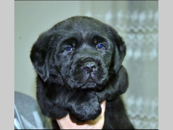 labrador ratriver mužjaci šampionskog porekla besplatni mali oglasi