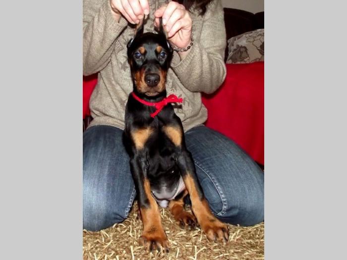 doberman štenci na prodaju besplatni mali oglasi