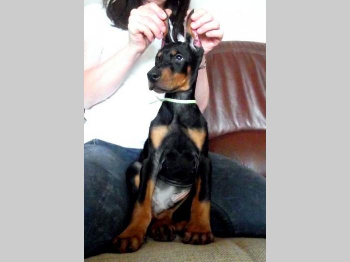 doberman štenci na prodaju besplatni mali oglasi
