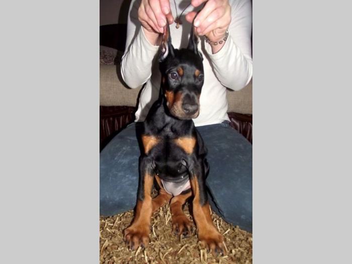 doberman štenci na prodaju besplatni mali oglasi