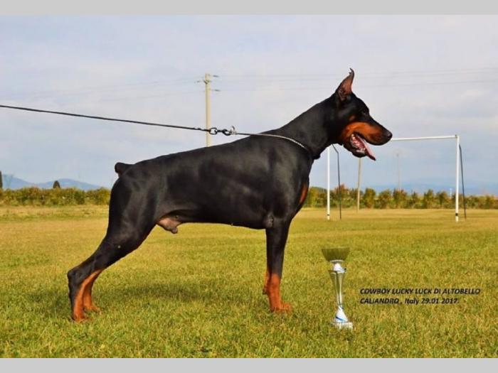 doberman štenci na prodaju besplatni mali oglasi