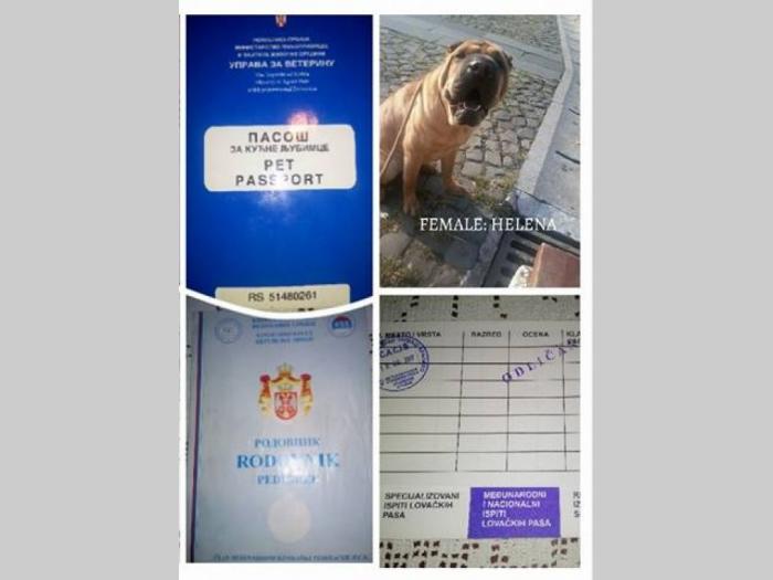 kineski sar pei štenci sa papirima besplatni mali oglasi