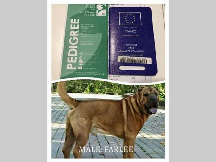 kineski sar pei štenci sa papirima besplatni mali oglasi