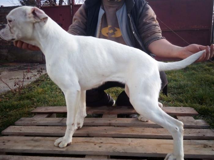 beli štenci boksera na prodaju besplatni mali oglasi