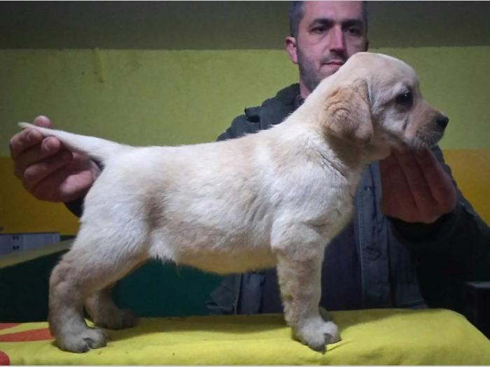 labrador ratriver štenci vrhunske krvne linije besplatni mali oglasi