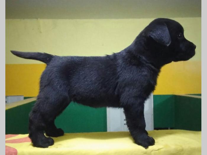 labrador ratriver štenci vrhunske krvne linije besplatni mali oglasi
