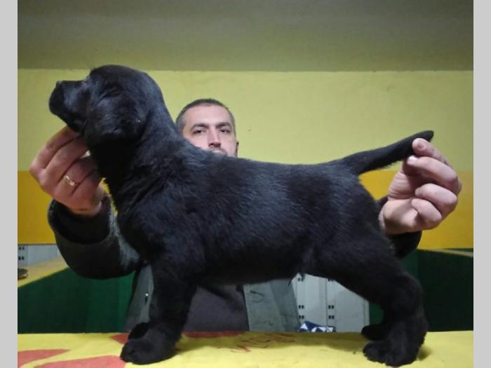 labrador ratriver štenci vrhunske krvne linije besplatni mali oglasi