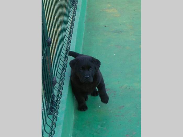 labrador ratriver štenci vrhunske krvne linije besplatni mali oglasi