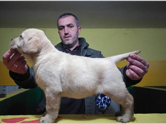 labrador ratriver štenci vrhunske krvne linije besplatni mali oglasi