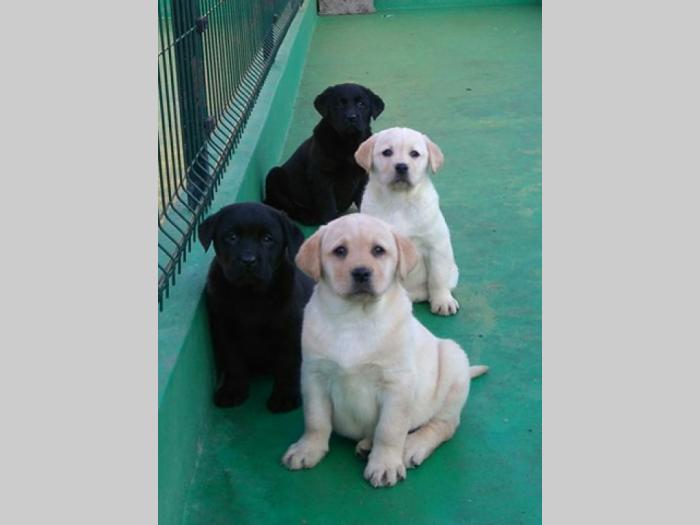 labrador ratriver štenci vrhunske krvne linije besplatni mali oglasi