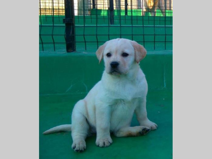 labrador ratriver štenci vrhunske krvne linije besplatni mali oglasi