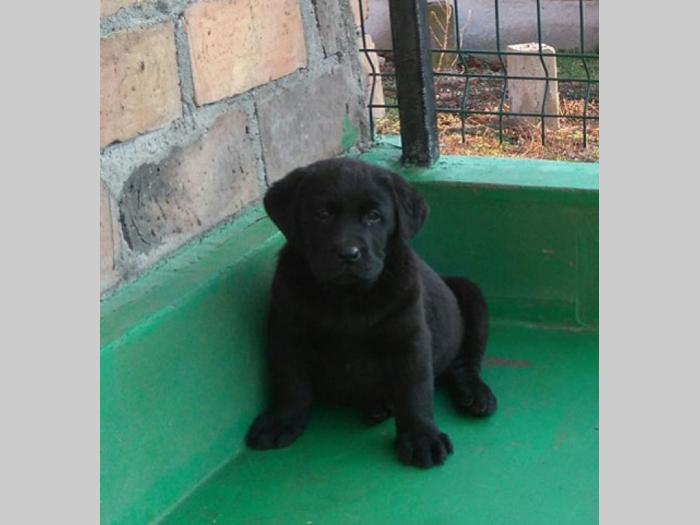 labrador ratriver štenci vrhunske krvne linije besplatni mali oglasi