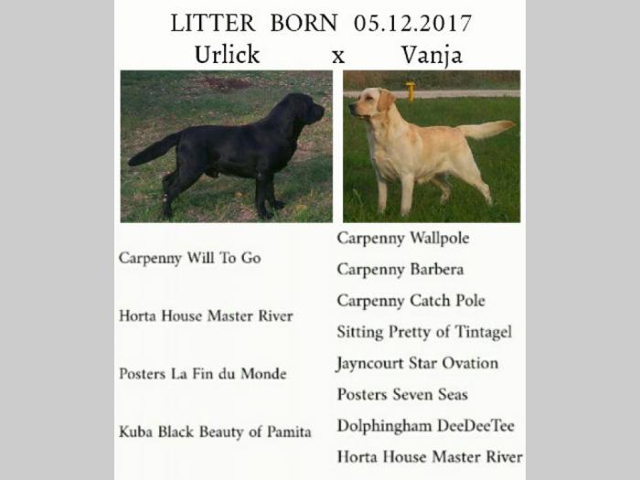 labrador ratriver štenci vrhunske krvne linije besplatni mali oglasi