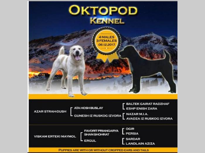 srednjeazijski ovčar štenci šampionskog porekla besplatni mali oglasi