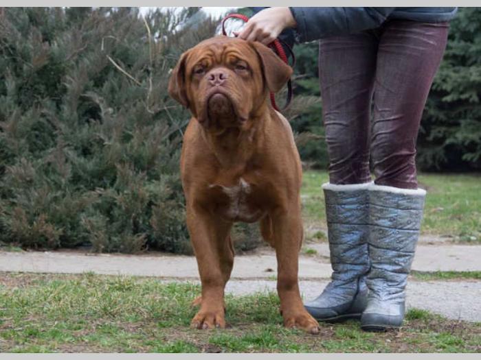 bordoške doge 2 mužjaka vrhunskog porekla besplatni mali oglasi