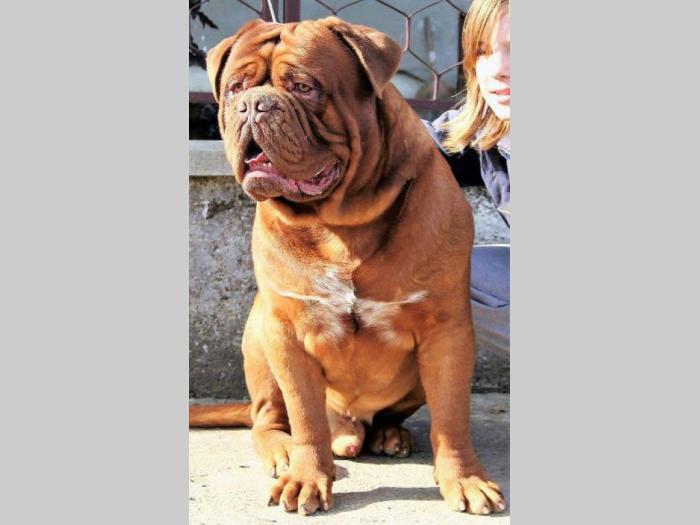 bordoške doge 2 mužjaka vrhunskog porekla besplatni mali oglasi