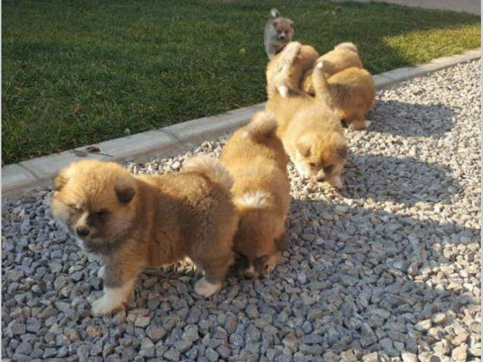 akita inu štenci besplatni mali oglasi