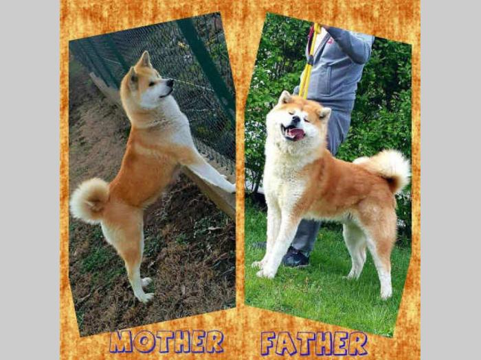 akita inu štenci besplatni mali oglasi