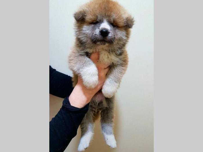 akita inu štenci besplatni mali oglasi