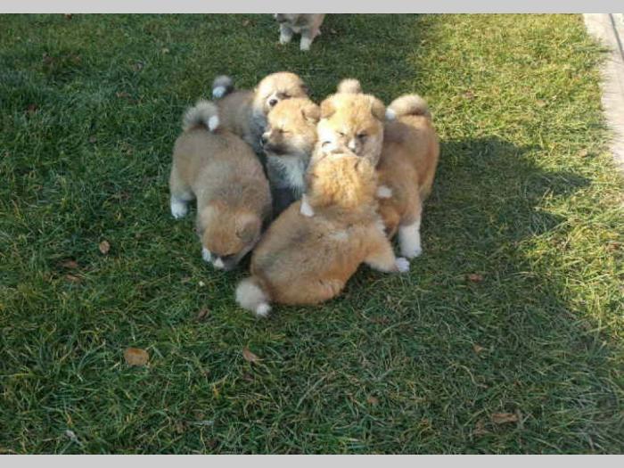 akita inu štenci besplatni mali oglasi