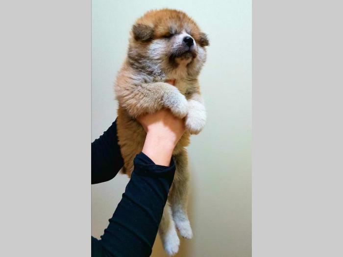 akita inu štenci besplatni mali oglasi