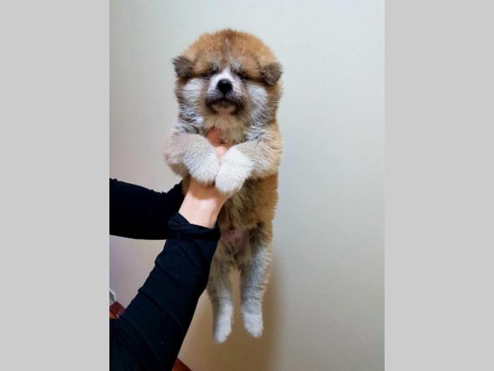 akita inu štenci besplatni mali oglasi