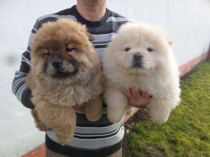chow chow štenad besplatni mali oglasi