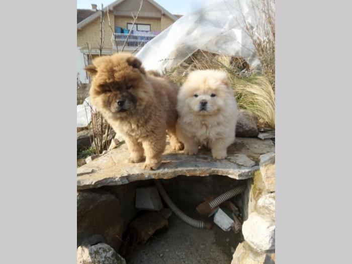 chow chow štenad besplatni mali oglasi