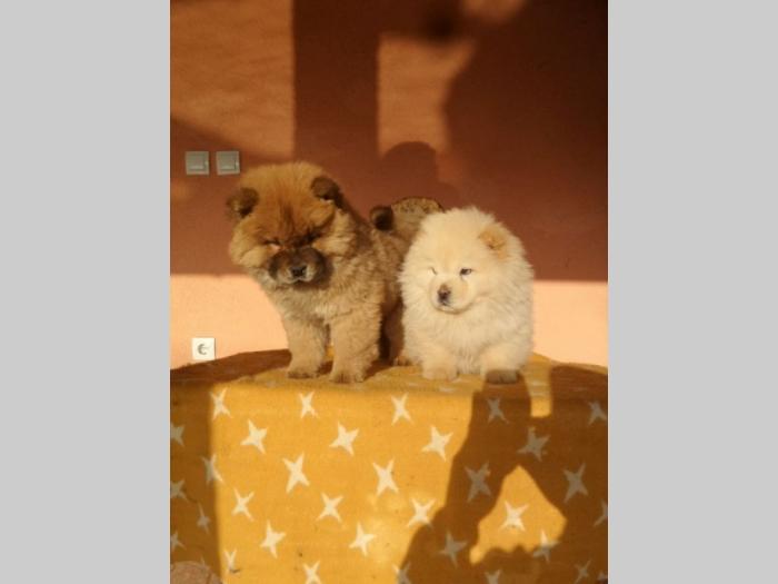 chow chow štenad besplatni mali oglasi