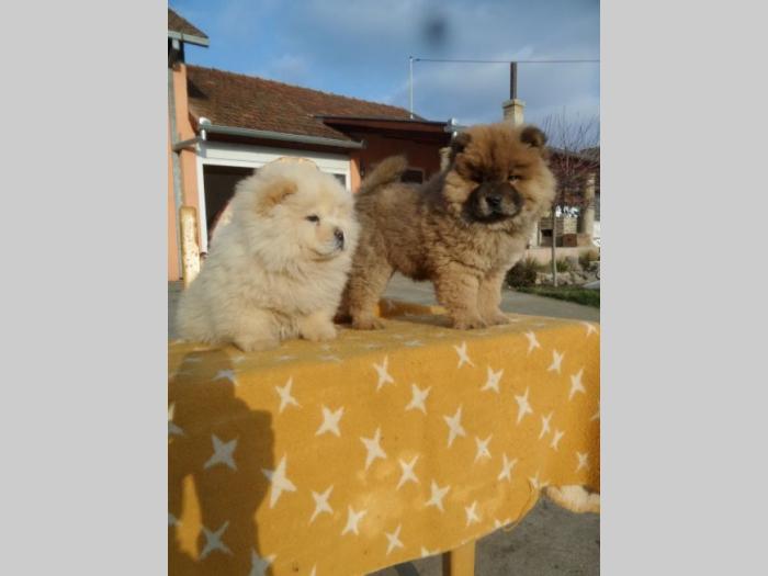 chow chow štenad besplatni mali oglasi