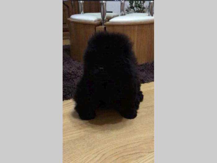chow chow besplatni mali oglasi