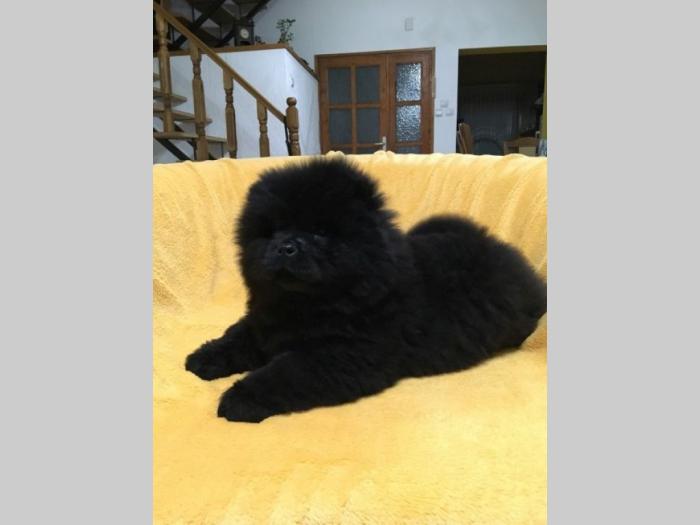 chow chow besplatni mali oglasi