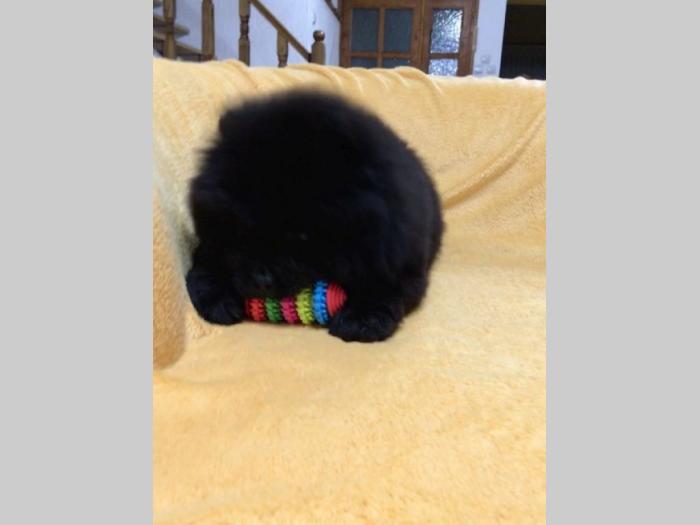 chow chow besplatni mali oglasi